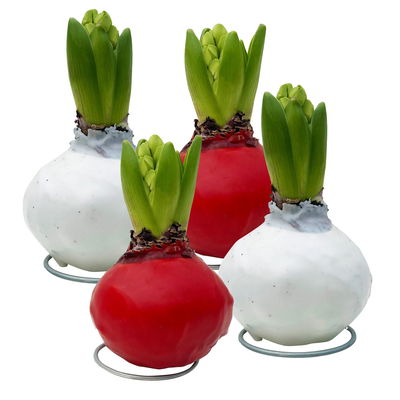 Hyazinthe in Wachs, weiß-rot zufällig, 4 Stück Hyazinthe in Wachs, weiß-rot zufällig, 4 Stück