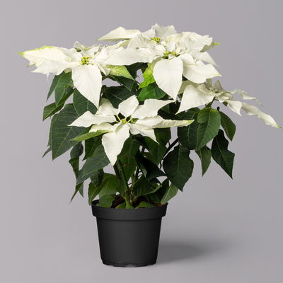 Bio Herbsttern, Euphorbia 'Princettia®', weiß, Topf-Ø 12 cm, 3 Pflanzen