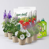 Pflanzenkreation Lavendeltraum, groß, 6 Pflanzen inkl. Erde und Dünger