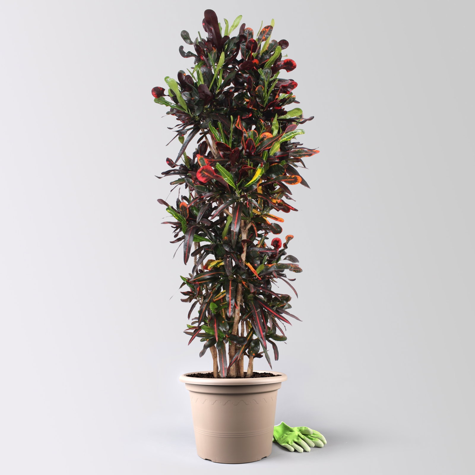 Wunderstrauch 'Mammi', verzweigt, Topf-Ø 40, Höhe ca. 160 cm