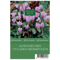 XXL Cyclamen Hederifolium rosa, 1 Blumenzwiebel