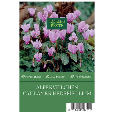 XXL Cyclamen Hederifolium rosa, 1 Blumenzwiebel
