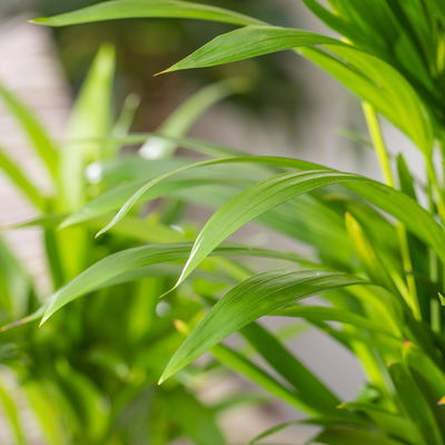 Dypsis lutescens T13 H55 (*) Dypsis lutescens T13 H55 (*)