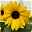 Sonnenblume 'Sunfinity'® gelb, Topf-Ø 23 cm