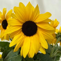 Sonnenblume 'Sunfinity'® gelb, Topf-Ø 23 cm
