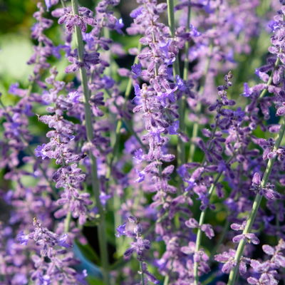 Kölles Beste Kompakte Blauraute 'Little Spire(S)', blauviolett, Topf 3 l Kölles Beste Kompakte Blauraute 'Little Spire(S)', blauviolett, Topf 3 l