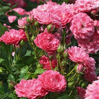 Zwergrose 'Balduin', rosa, gefüllte Blüten, Topf 3 Liter