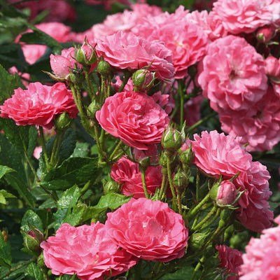 Zwergrose 'Balduin', rosa, gefüllte Blüten, Topf 3 Liter, 4 Pflanzen