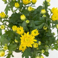 Chrysanthemen, Farben nach Verfügbarkeit, Topf-Ø 10,5 cm, 8er-Set