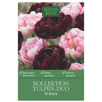 Gefüllte Tulpenmischung 'Duo' aus Finola & Antraciet, 10 Blumenzwiebeln Gefüllte Tulpenmischung 'Duo' aus Finola & Antraciet, 10 Blumenzwiebeln
