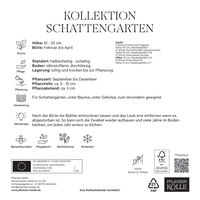 Kollektion Reizvoller Schattengarten, 50 Blumenzwiebeln