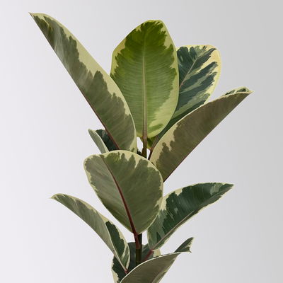 Gummibaum 'Tineke' in Keramiktopf Dallas weiß, Topf-Ø 17 cm, Höhe ca. 55 cm Gummibaum 'Tineke' in Keramiktopf Dallas weiß, Topf-Ø 17 cm, Höhe ca. 55 cm