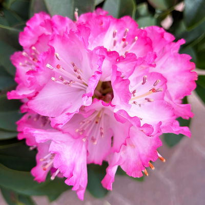 Rhododendron Hybride 'XXL®', rosa-weiß, vorgetrieben, Topf-Ø 19 cm