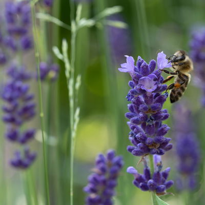 Lavendel, violett, Topf-Ø 14 cm, 4 Pflanzen