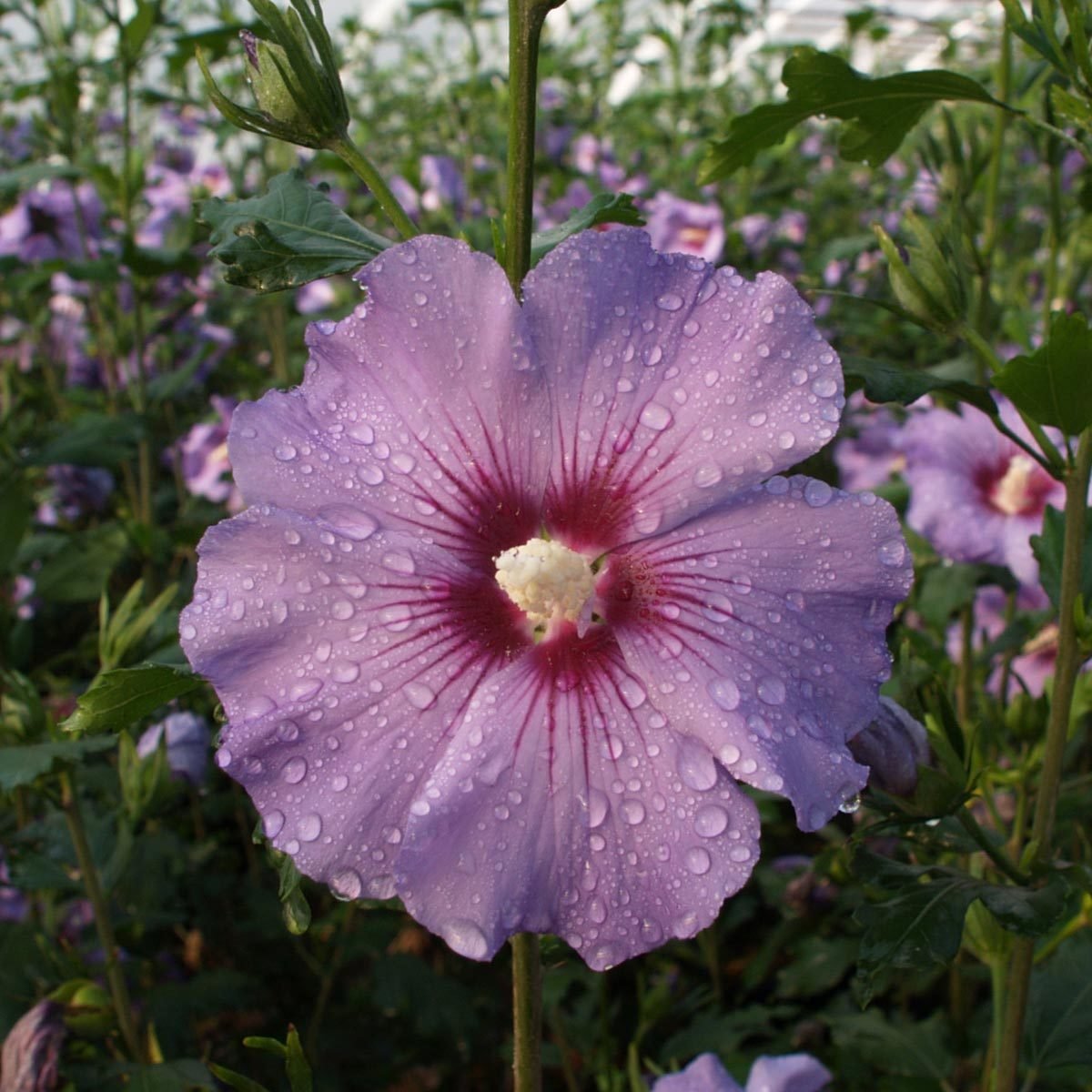 Garten-Hibiskus 'Marina', violettblau, 40 - 60cm hoch, Topf 5 l