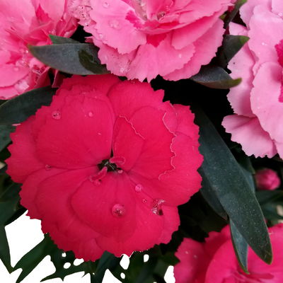 Dianthus 'Trio', rot-rosa-weiß, Topf -Ø 13 cm, 6 Pflanzen