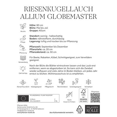 Allium Globemaster (Riesenkugellauch) purpur, 1 Blumenzwiebel Allium Globemaster (Riesenkugellauch) purpur, 1 Blumenzwiebel