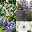 Pflanzenkreation Lavendeltraum, groß, 6 Pflanzen inkl. Erde und Dünger