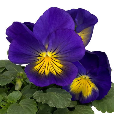 Stiefmütterchen Cats®, Farben zufällig, Topf-Ø 13 cm, 6 Pflanzen Stiefmütterchen Cats®, Farben zufällig, Topf-Ø 13 cm, 6 Pflanzen