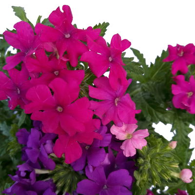 Eisenkraut 'Trio' bunt, Topf-Ø 12 cm, 6 Stück