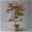 Japanischer Fächerahorn 'Atropurpureum', Höhe 80 - 100 cm, Topf 10 Liter