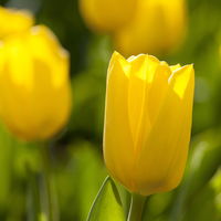 Kölle Tulpe, Tulipa gesneriana 'Golden Miracle', gelb, Topf 10 cm