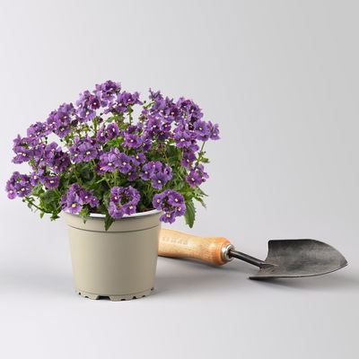 Nemesie, lilablau, Topf-Ø 12 cm, 6 Pflanzen Nemesie, lilablau, Topf-Ø 12 cm, 6 Pflanzen