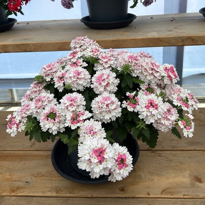 Eisenkraut, weiß-rosa, Topf-Ø 12 cm, 6 Pflanzen