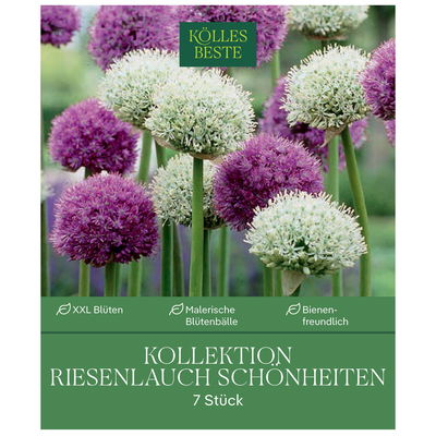 XXL Allium Mischung 'Riesenlauch Schönheiten', weiß, lila, 7 Blumenzwiebeln XXL Allium Mischung 'Riesenlauch Schönheiten', weiß, lila, 7 Blumenzwiebeln
