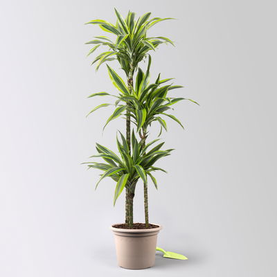 Duftender Drachenbaum 'Lemon Lime', Topf-Ø 24 cm, , Höhe ca. 140 cm Duftender Drachenbaum 'Lemon Lime', Topf-Ø 24 cm, , Höhe ca. 140 cm