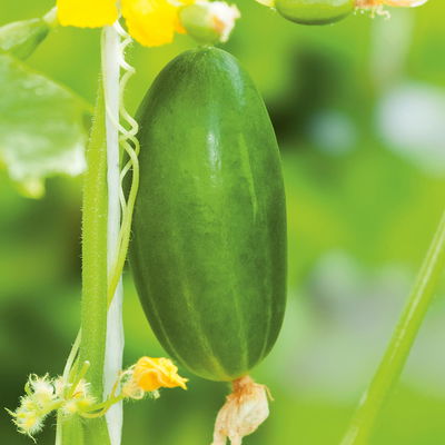 Blu Bio Mini-Snack-Gurke ‘Lunchbox F1‘, Topf-Ø 12 cm, 6er Set Blu Bio Mini-Snack-Gurke ‘Lunchbox F1‘, Topf-Ø 12 cm, 6er Set