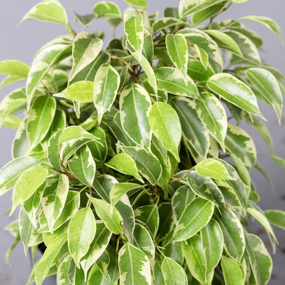 Birkenfeige 'Kinky' in Topf Dallas seegrün,gl.blau,weiß, Topf-Ø 12 cm, 3Pflanzen Birkenfeige 'Kinky' in Topf Dallas seegrün,gl.blau,weiß, Topf-Ø 12 cm, 3Pflanzen