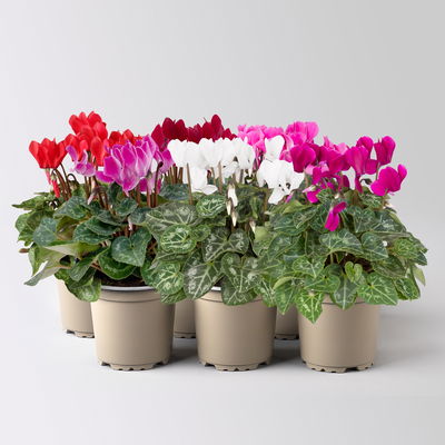 Alpenveilchen 'Outland', Farben zufällig, Topf-Ø 10,5/11 cm, 6 Pflanzen