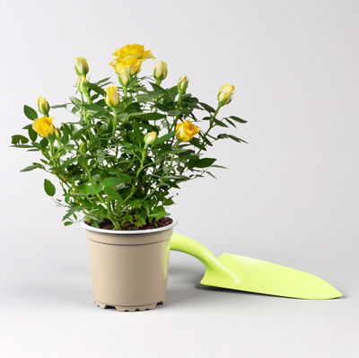 Rose 'Golden Aloha Kordana® Classic', gelb, Topf-Ø 10,5 cm, 3 Pflanzen