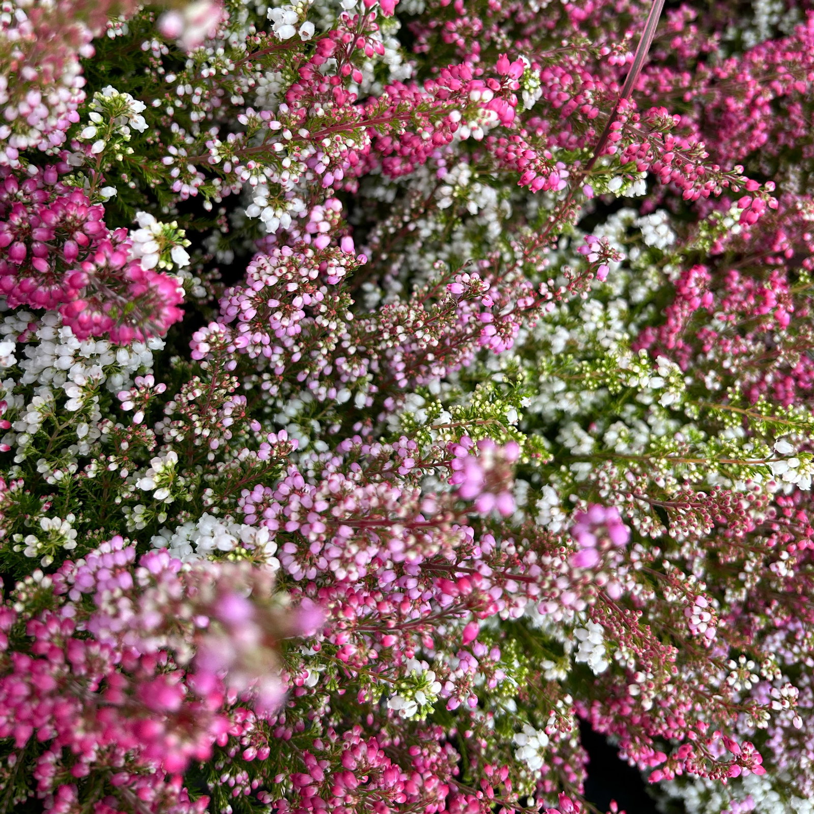 Glockenheide 'Trio' rot-rosa-weiß, Topf-Ø 12cm, 6 Pflanzen Glockenheide 'Trio' rot-rosa-weiß, Topf-Ø 12cm, 6 Pflanzen