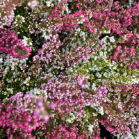 Glockenheide 'Trio' rot-rosa-weiß, Topf-Ø 12cm, 6 Pflanzen Glockenheide 'Trio' rot-rosa-weiß, Topf-Ø 12cm, 6 Pflanzen