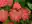 Japanischer Ahorn / Acer japonicum 'Aconitifolium'