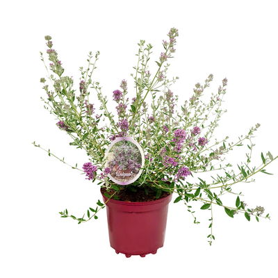 Kompakter Hängeflieder 'Unique' ('PMooRE12')(s), 3er-Set, violettblau, Topf 3 l