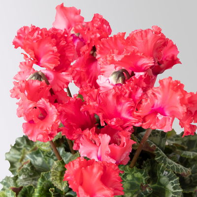 Alpenveilchen 'Merengue Mix' Farben zufällig, Topf-Ø 10,5 cm, 8 Pflanzen Alpenveilchen 'Merengue Mix' Farben zufällig, Topf-Ø 10,5 cm, 8 Pflanzen