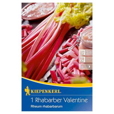 Kiepenkerl Rhabarber 'Valentine®' Kiepenkerl Rhabarber 'Valentine®'