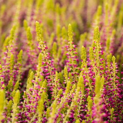 Grabbepflanzung Herbst, gelb-grün, 12 Pflanzen Grabbepflanzung Herbst, gelb-grün, 12 Pflanzen