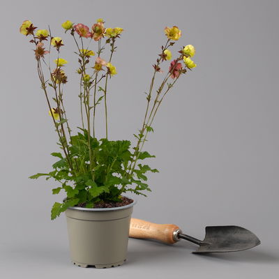 Bio Nelkenwurz 'Nonna', gelborange halbgefüllt, Topf-Ø 12 cm, 3 Pflanzen Bio Nelkenwurz 'Nonna', gelborange halbgefüllt, Topf-Ø 12 cm, 3 Pflanzen