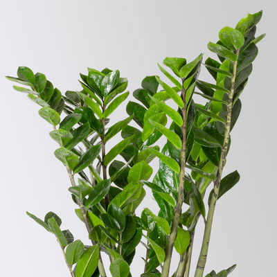 Glücksfeder, Topf-Ø 21 cm, Höhe ca. 70-90 cm Glücksfeder, Topf-Ø 21 cm, Höhe ca. 70-90 cm