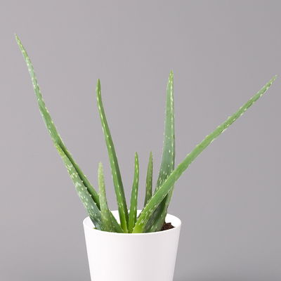 Aloe vera in Keramiktopf Dallas weiß, Topf-Ø 12 cm, Höhe ca. 20-35 cm, 3er-Set
