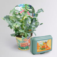 Dino Snack®, Sisko, Goldtüpfelfarn, Topf-Ø 14 cm, mit Brotdose