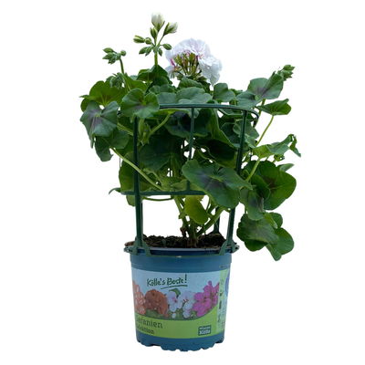 Geranie 'Sunflair® Eva White'  weiß, hängend, Topf-Ø 13 cm, 6er-Set