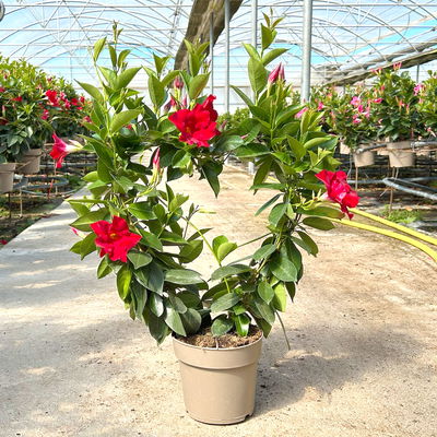 Dipladenie, rot, Herzform, Topf-Ø 17 cm, Höhe ca. 55 cm