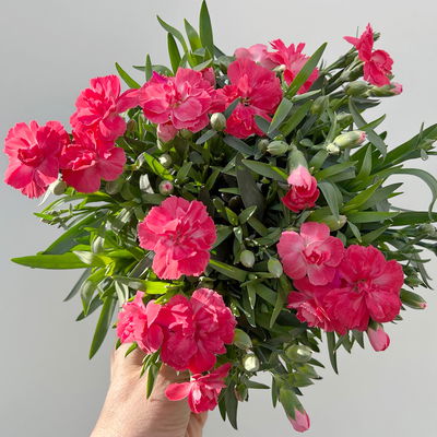 Nelke 'Oscar®', Farbe zufällig, Topf-Ø 14 cm, 4 Pflanzen