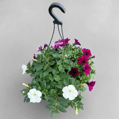 Hänge-Petunien 'Trio', weiß-bordeaux, Ampeltopf-Ø 27 cm Hänge-Petunien 'Trio', weiß-bordeaux, Ampeltopf-Ø 27 cm