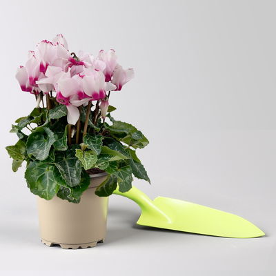 Alpenveilchen 'Exclusive® Victoria' weiss/rosa, Topf-Ø 10,5 cm, 4 Pflanzen